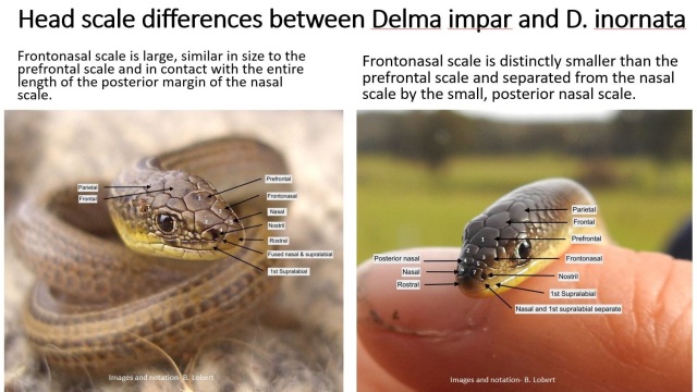 Head scale differences between Delma impar and D